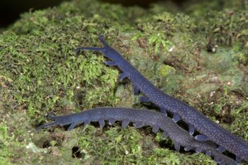 Media type: image; Invertebrate Zoology 29204